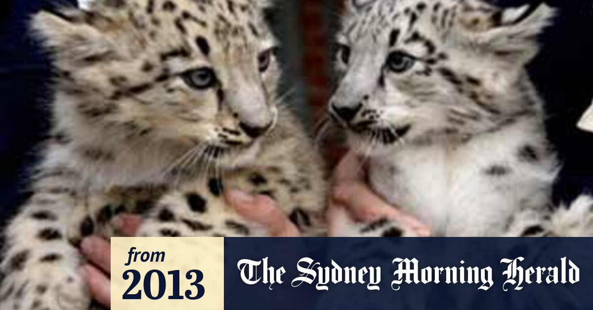 Australian aid helps save snow leopards